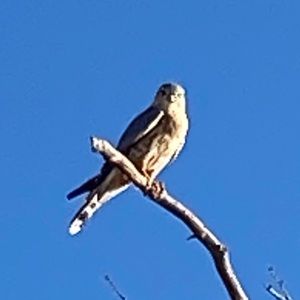 Meet your Posher, Tyler